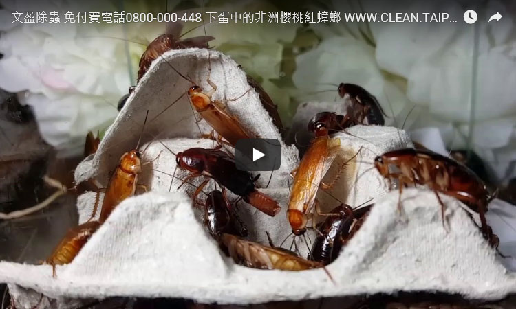 文盈除蟲公司 免付費電話0800-000-448 下蛋中的非洲櫻桃紅蟑螂 WWW.CLEAN.TAIPEI