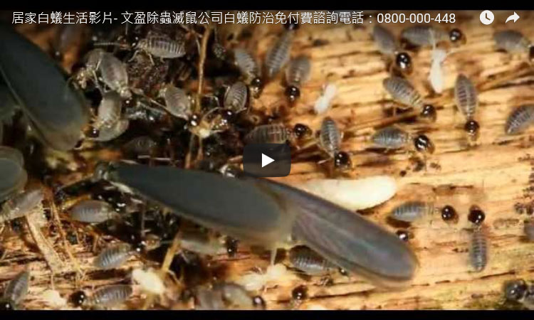 居家白蟻生活影片- 天兵除蟲消毒公司白蟻防治免付費諮詢電話：0800-000-448  www.tbb-pco.com.tw