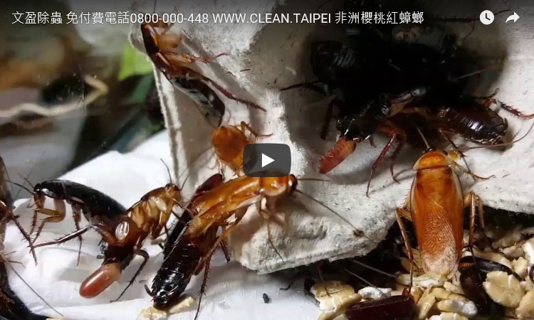 天兵除蟲消毒公司台北 免付費電話0800-000-448 下蛋中的非洲櫻桃紅蟑螂 www.tbb-pco.com.tw