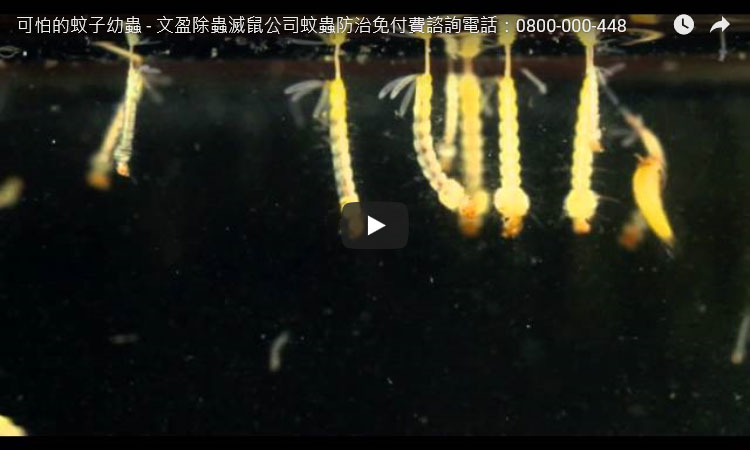 可怕的蚊子幼蟲 - 天兵除蟲滅鼠消毒公司蚊蟲防治免付費諮詢電話：0800-000-448  www.tbb-pco.com.tw