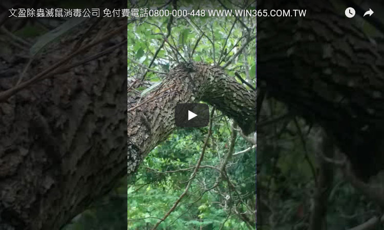 天兵除蟲滅鼠消毒公司 免付費電話0800-000-448 www.tbb-pco.com.tw