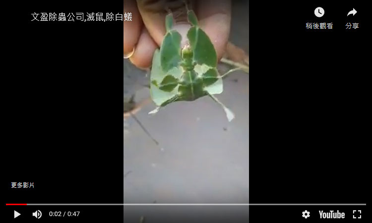 天兵除蟲-扁腹樹葉竹節蟲。此屬以溫和聞明，他們會左右搖動，以模擬葉子被風吹動的樣子。 東南亞相當常見的種類。(網路轉載)