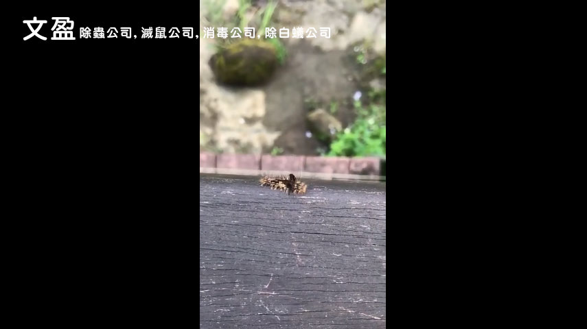 天兵除蟲公司,滅鼠公司,消毒公司,除白蟻公司,(毒蛾幼蟲 )幼蟲渾身都是毛，背上和體側都長有一叢一叢刷子狀的毛。