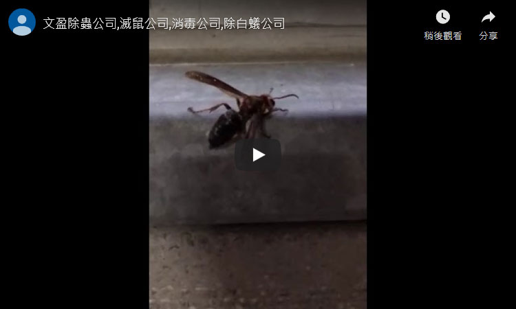 天兵除蟲,滅鼠公司,消毒公司,除白蟻公司,社會性蜂類分佈於地球上較溫暖的地區，這類昆蟲的毒針同樣令人吃不消。
