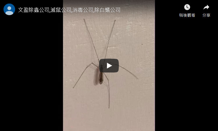 天兵除蟲推薦,滅鼠公司,消毒公司,除白蟻公司,長頭大蚊，昆蟲包括數種世界上最大型的大蚊種類。