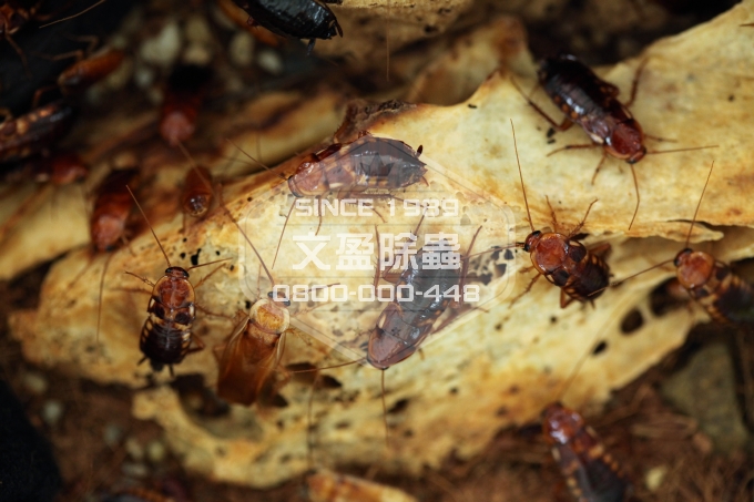 天兵除蟲消毒除臭公司 0800-000-448 10.jpg