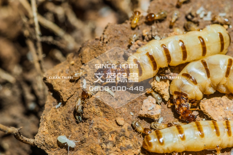 天兵除蟲公司 30年經驗 0800-000-448 100.jpg