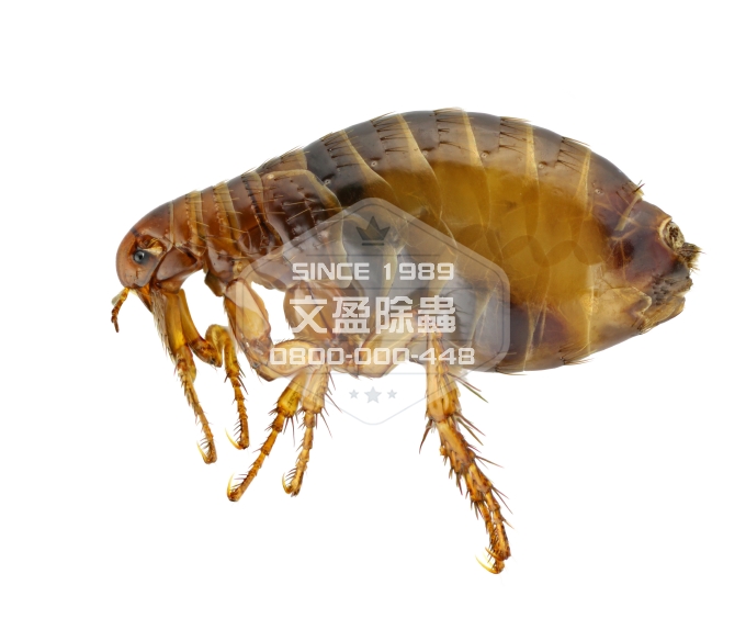 天兵除蟲消毒除臭公司 0800-000-448 02.jpg