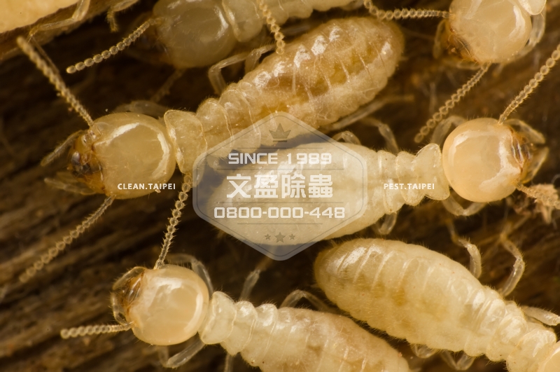 1476677867224051.jpg 文盈除蟲公司 30年經驗 0800-000-448 70.jpg