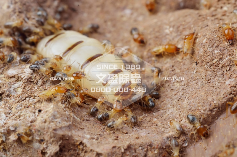 1476677999840551.jpg 文盈除蟲公司 30年經驗 0800-000-448 92.jpg