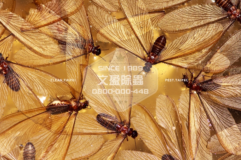 1476678116992871.jpg 文盈除蟲公司 30年經驗 0800-000-448 77.jpg