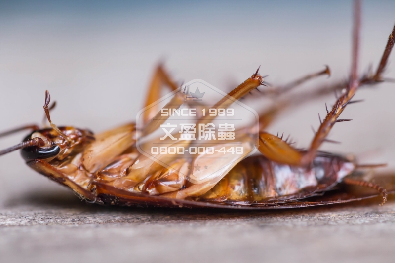 1476679227114162.jpg 文盈除蟲公司 0800-000-448 67.jpg