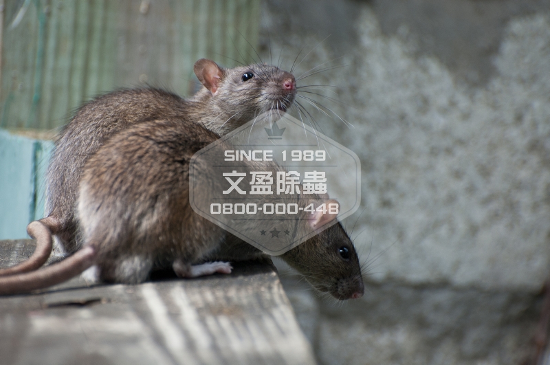 1476679280742532.jpg 文盈除蟲公司 0800-000-448 17.jpg