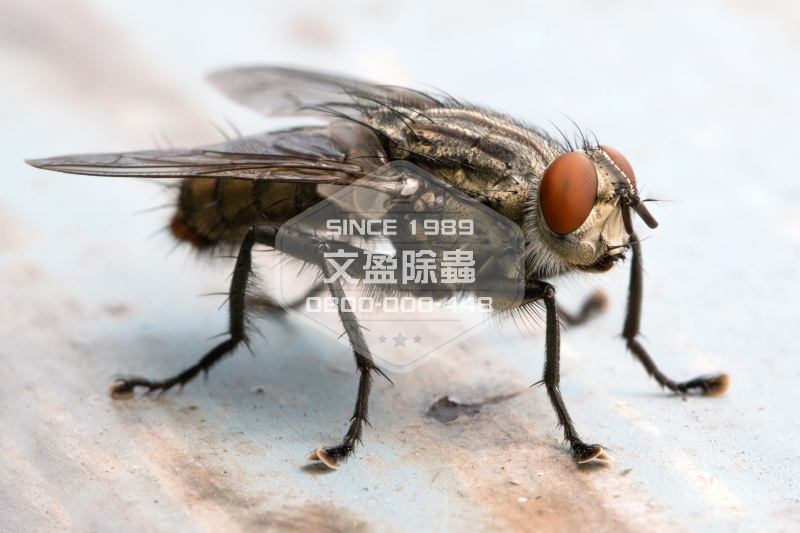 1476679672412778.jpg 文盈除蟲公司 0800-000-448 31.jpg