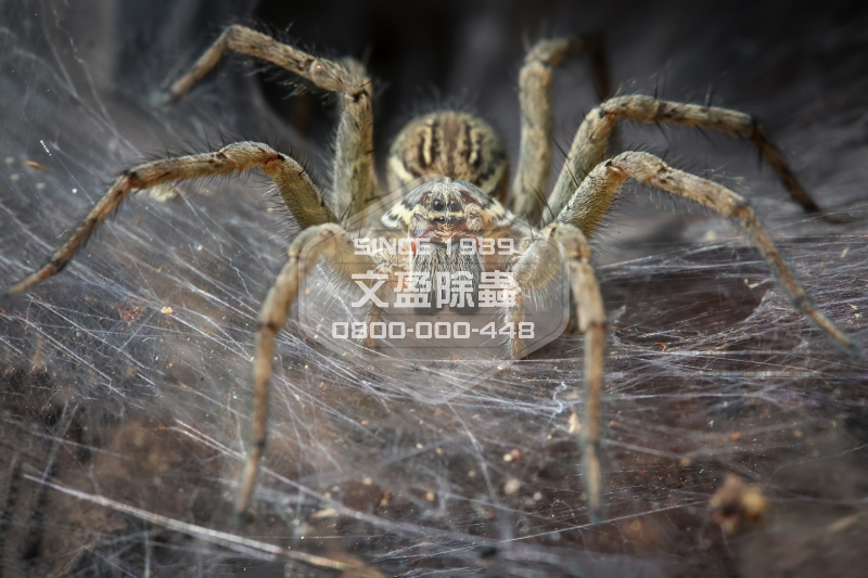 1476679753307958.jpg 文盈除蟲公司 0800-000-448 54.jpg