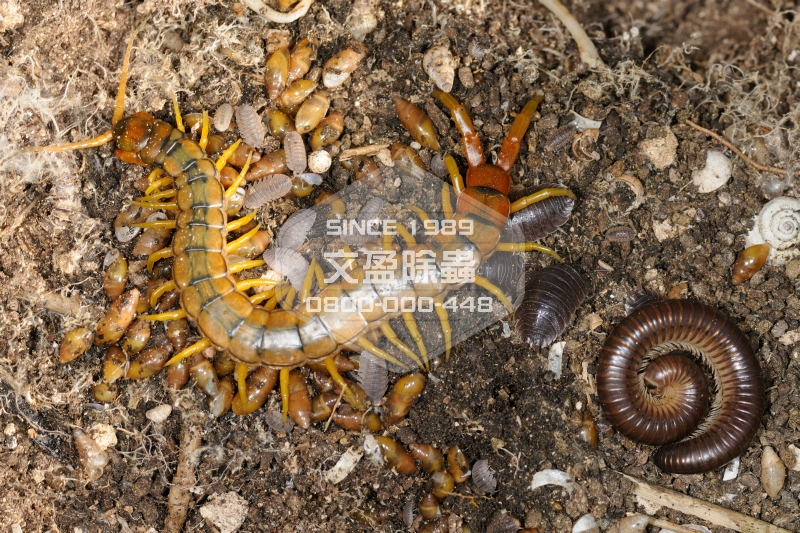 1476679980443663.jpg 文盈除蟲公司 0800-000-448 44.jpg