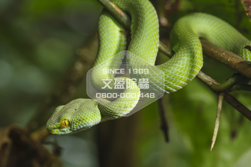 1476680000797153.jpg 文盈除蟲公司 0800-000-448 40.jpg